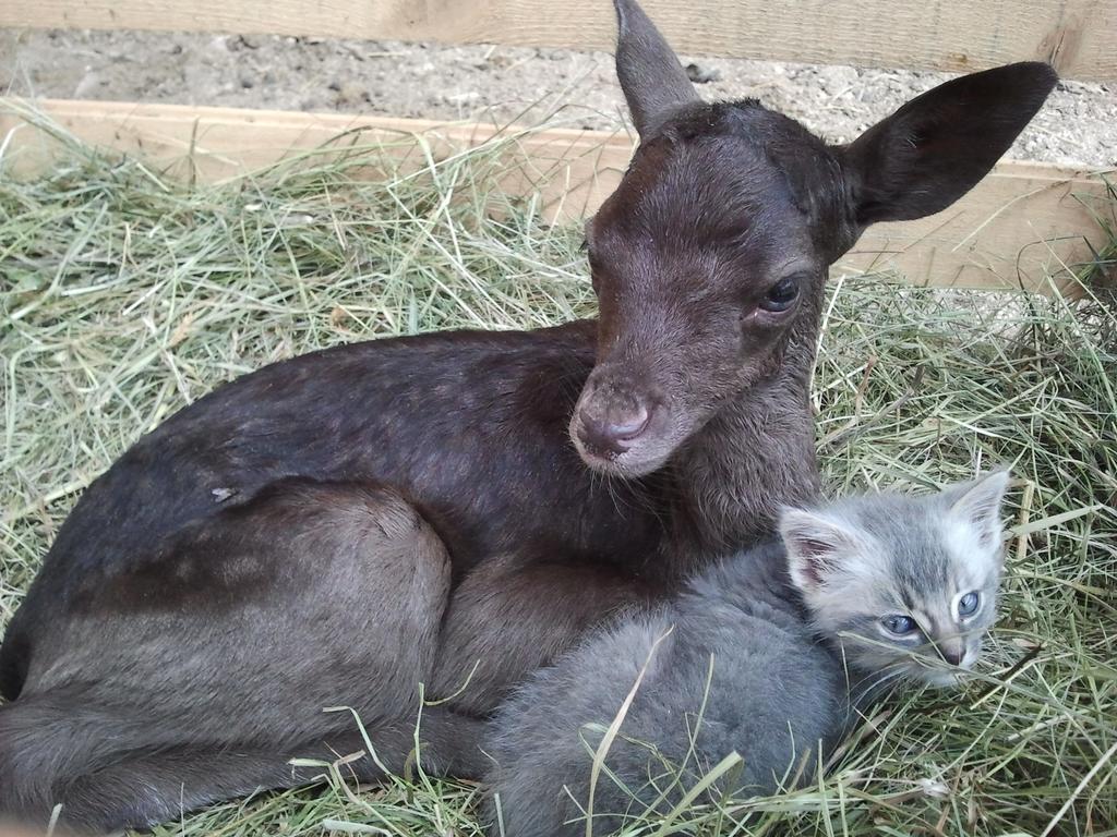Tourist Farm Arbajter Villa Resnik Dış mekan fotoğraf